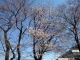 跡見学園女子大学新座キャンパスの桜です